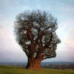 arbre_connaissance